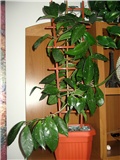 Hoya -